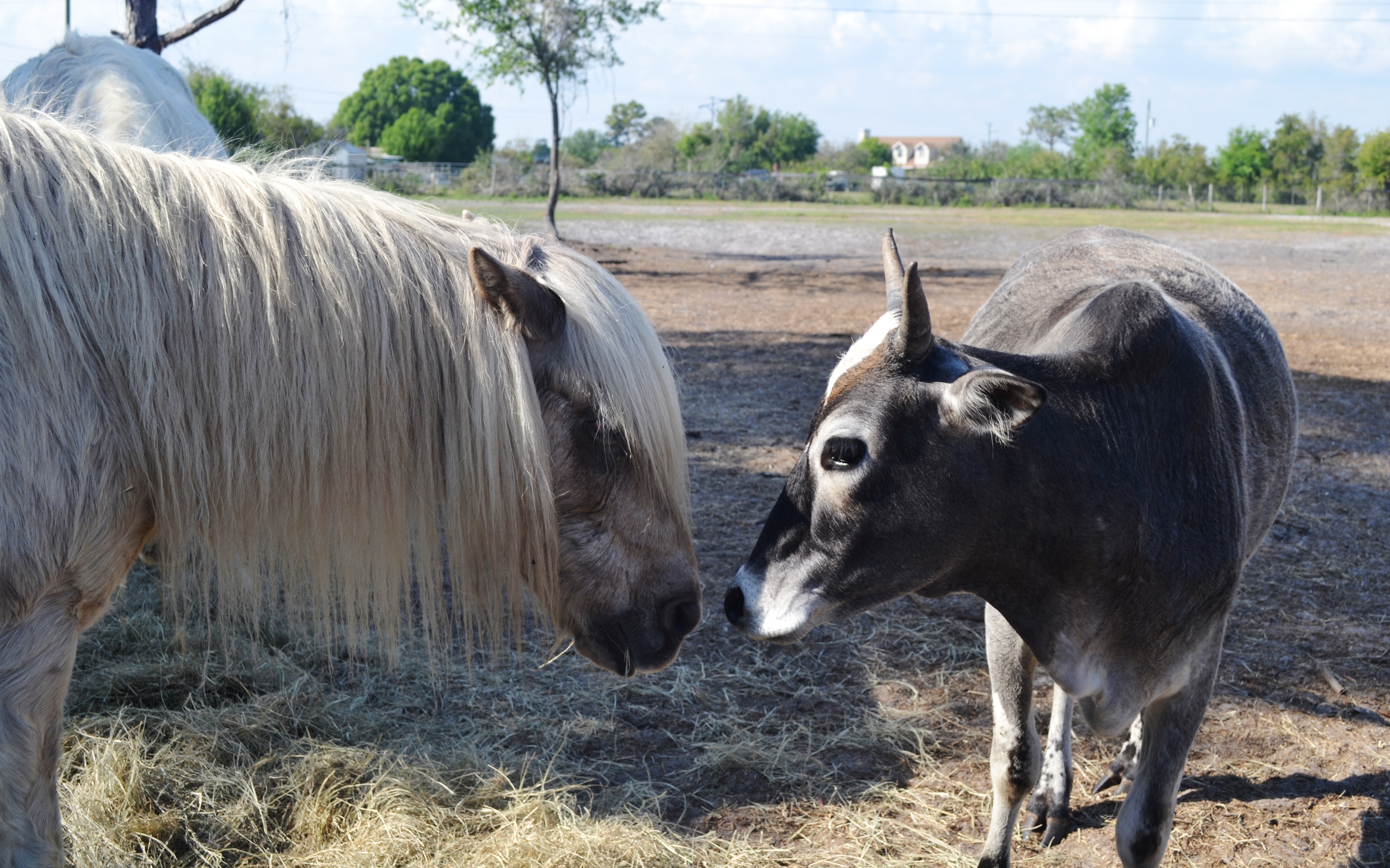 Moo and pony