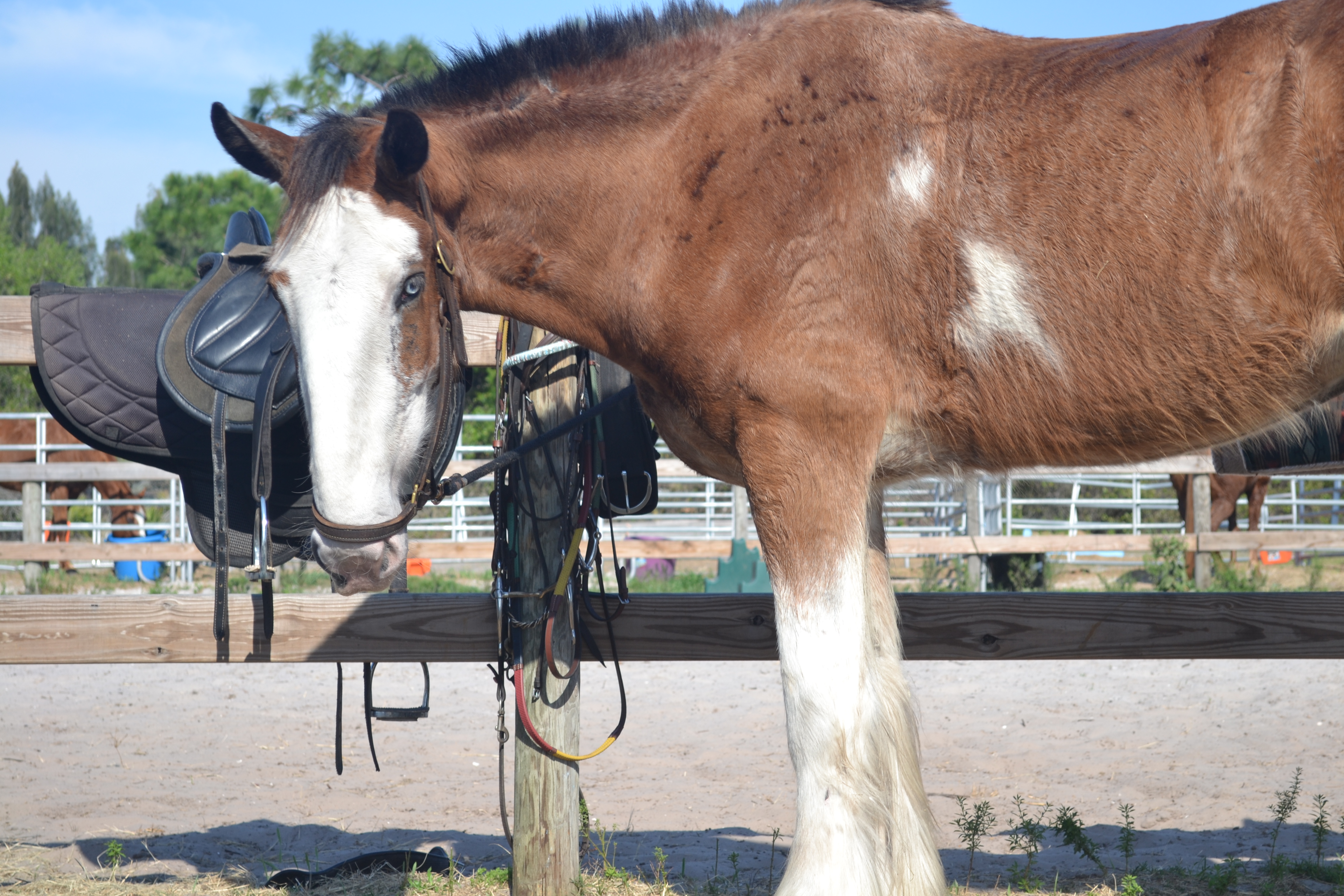 horse with beautiful eyes