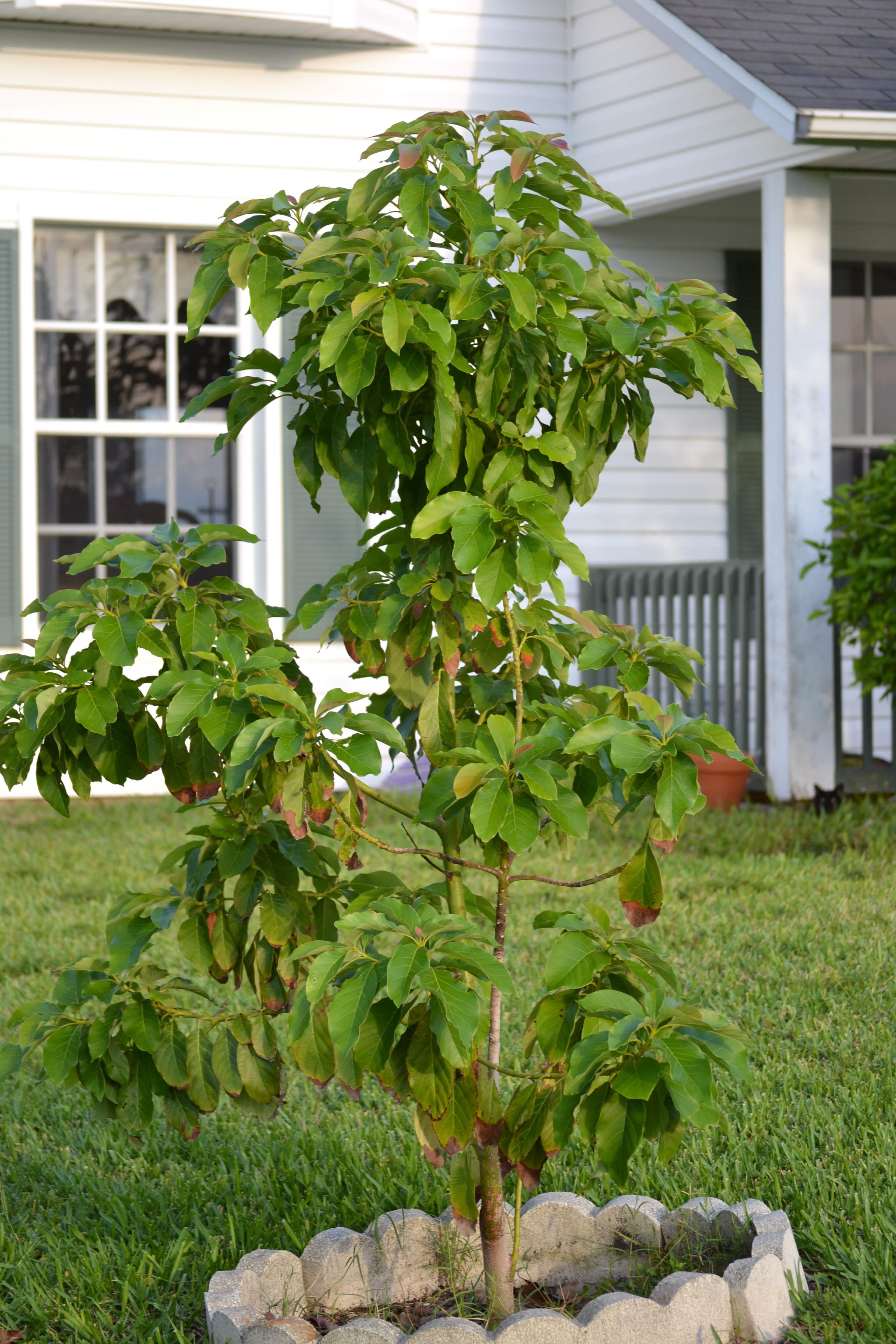 Av. tree picture from June 2012