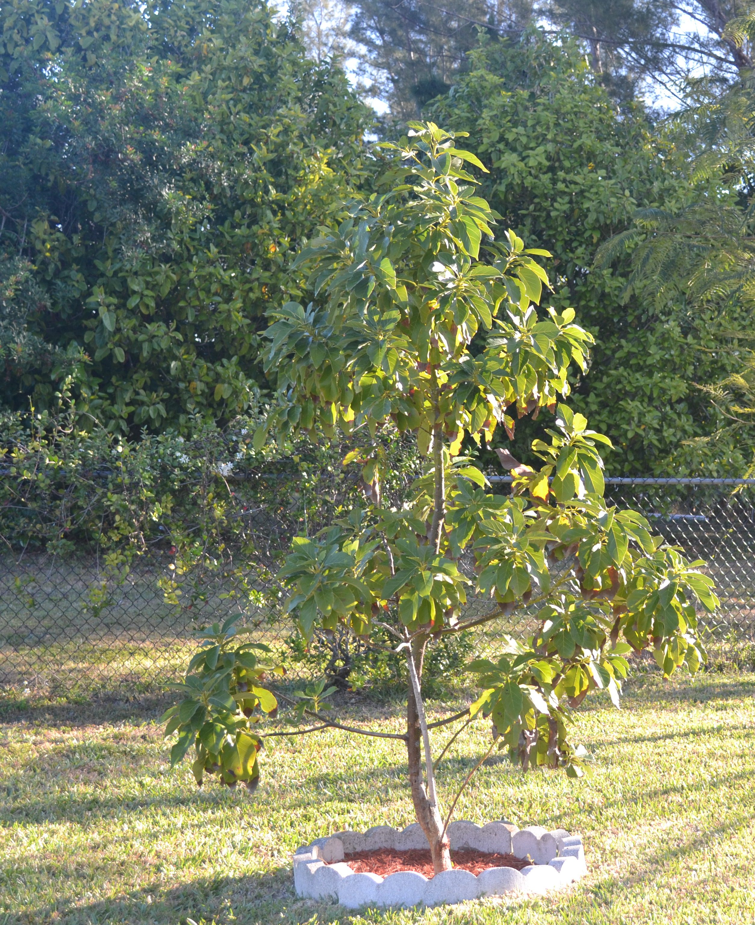 av tree  March 2013