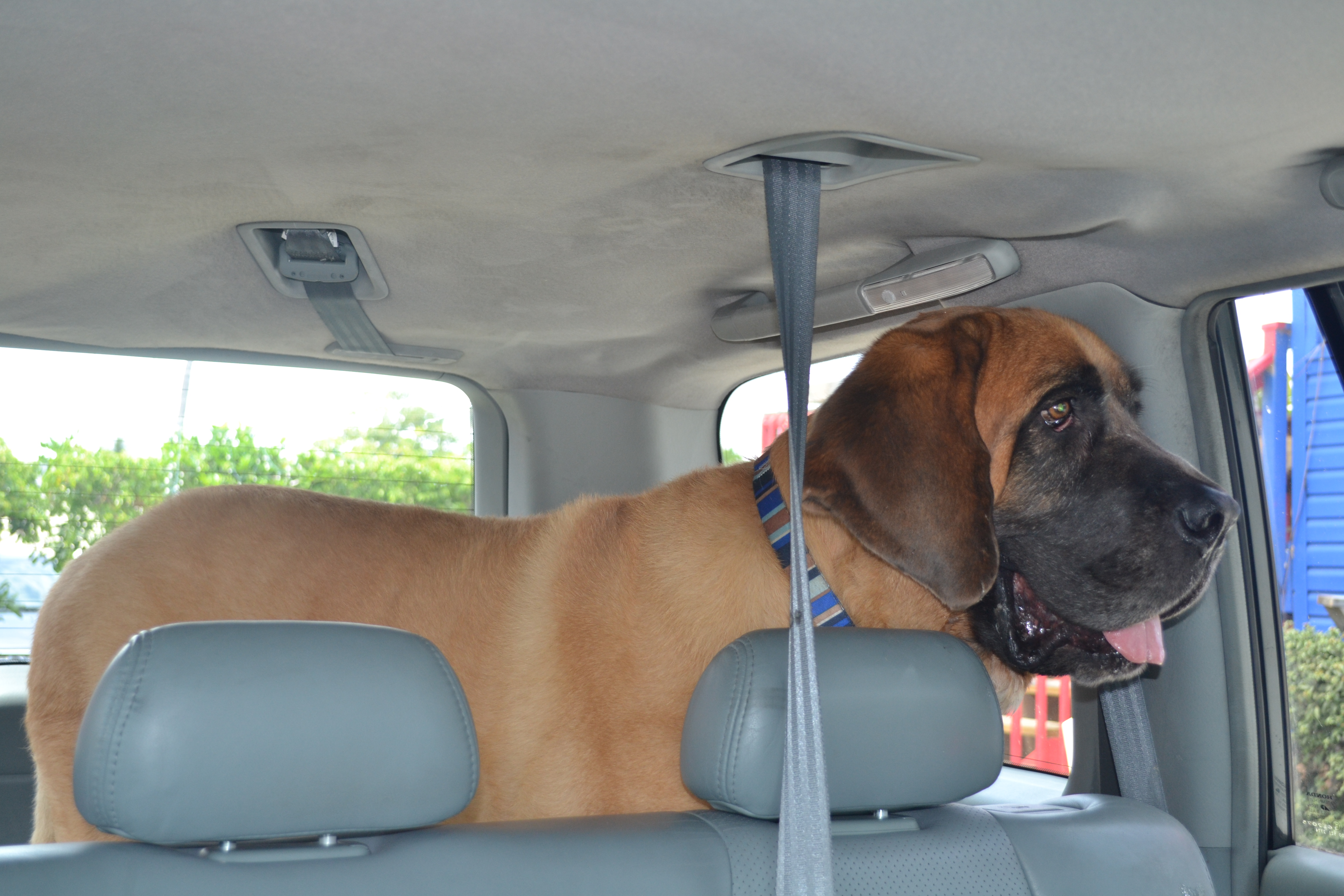 Buddy at the beach car