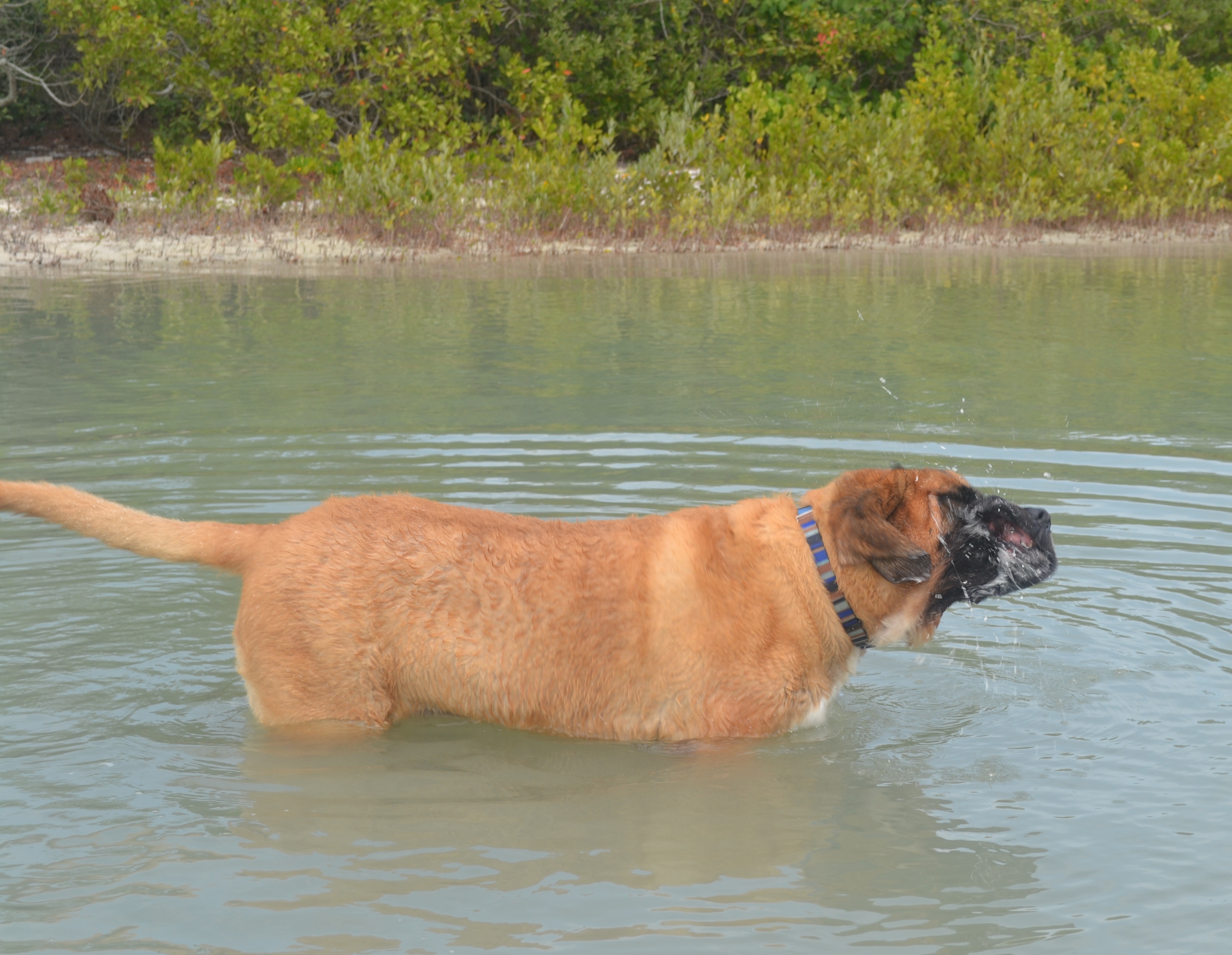 Buddy slobber2