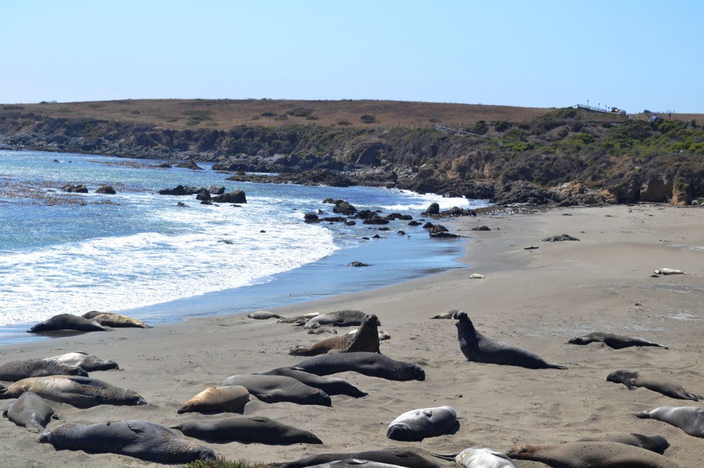 Elephant seals beach2