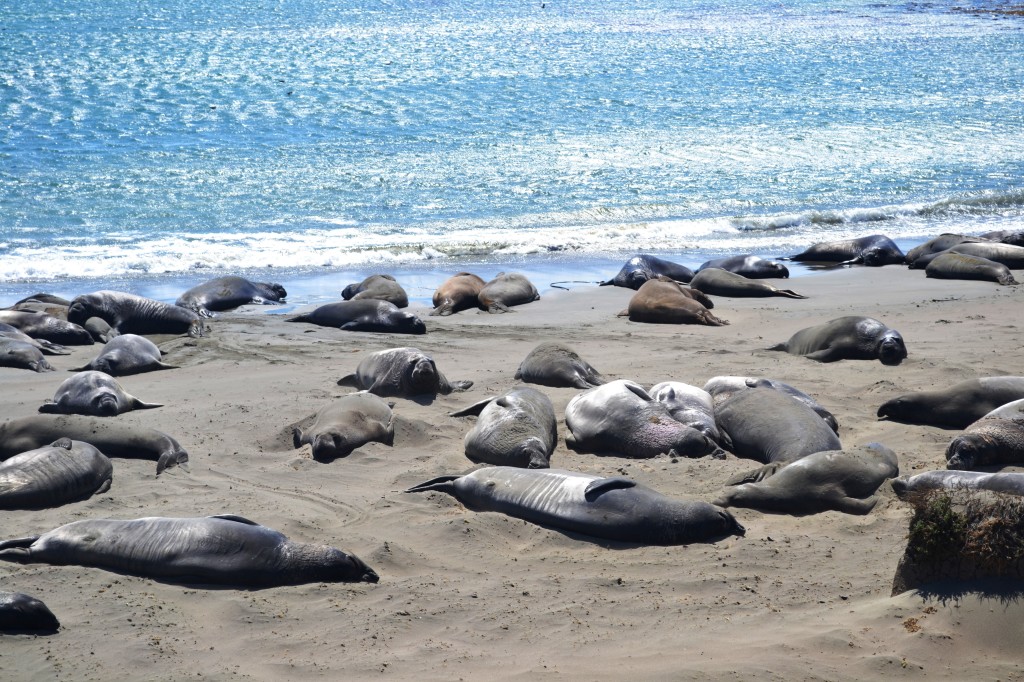 Elephant seals on beach