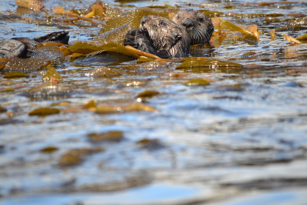 Otters