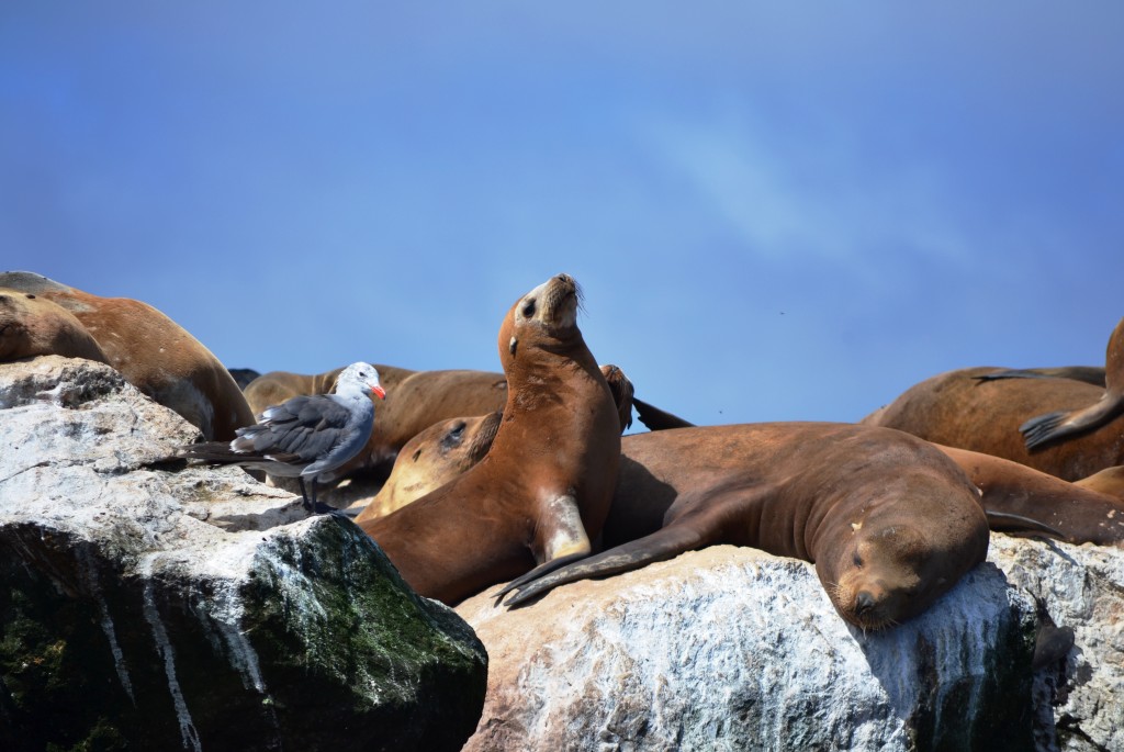 Sea lion and sea gull