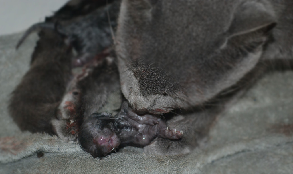 kittens born Feb 10 2014 021