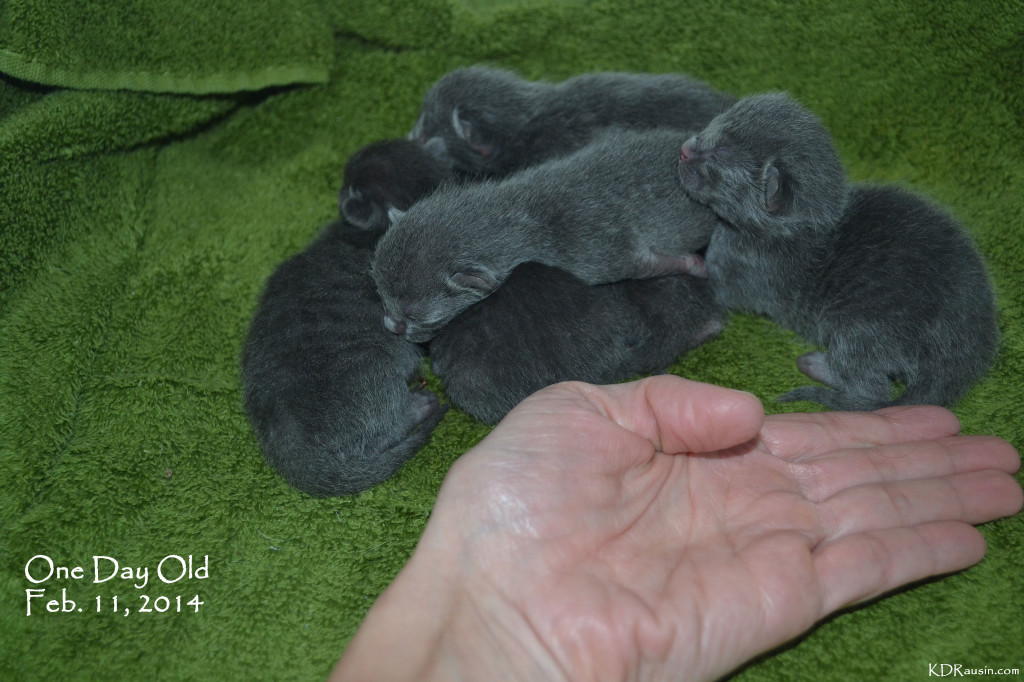 kittens feb 11 2014 004