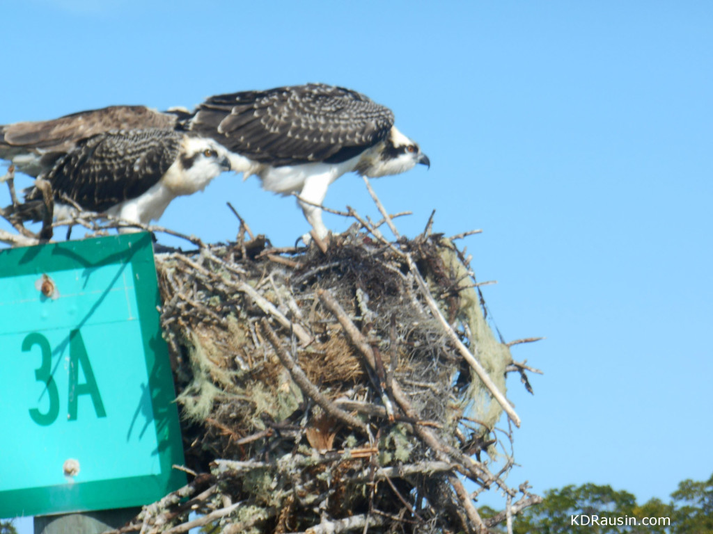 resized osprey photo